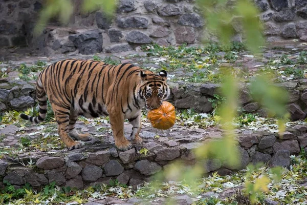 A tigris eszik a húsát a faragott sütőtök — Stock Fotó