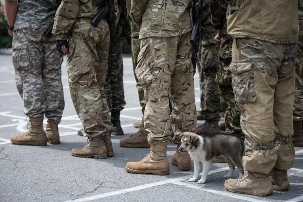 Köpek askerler yapımında yer aldığı