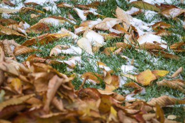 Ukrayna Kiev parkta yeşil çimenlerin üzerinde erken kar ve sarı yaprakları