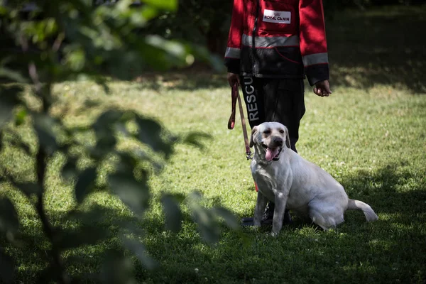 Allenatore e cane di utilità nella scuola materna del servizio di emergenza statale dell'Ucraina nella regione di Sumy, Ucraina — Foto Stock