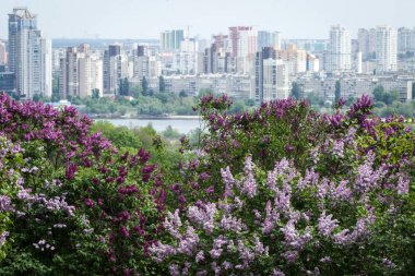 Görünüm çiçek açması Lila ve kentsel Mimari Merkezi Kiev, Ukrayna