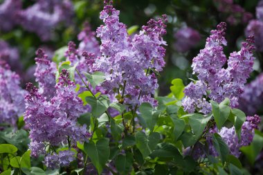 Merkezi Kiev, Ukrayna'da bir botanik bahçesinde Çiçekli leylak