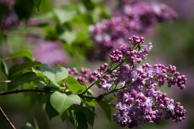 Merkezi Kiev, Ukrayna'da bir botanik bahçesinde Çiçekli leylak