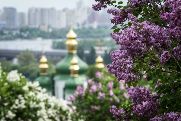 Перегляд квітучій бузку і міських архітектури в центрі Києва — стокове фото