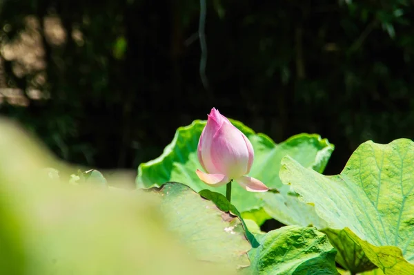 El hermoso loto en la naturaleza con colores brillantes . — Foto de Stock