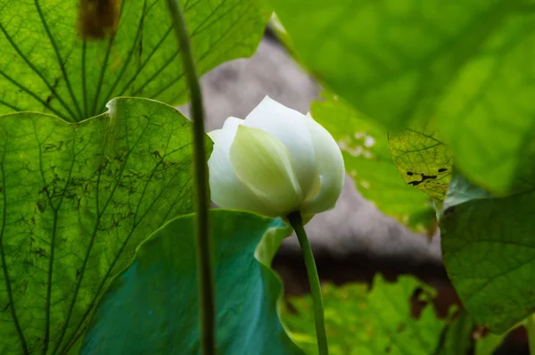 El hermoso loto en la naturaleza con colores brillantes . — Foto de Stock