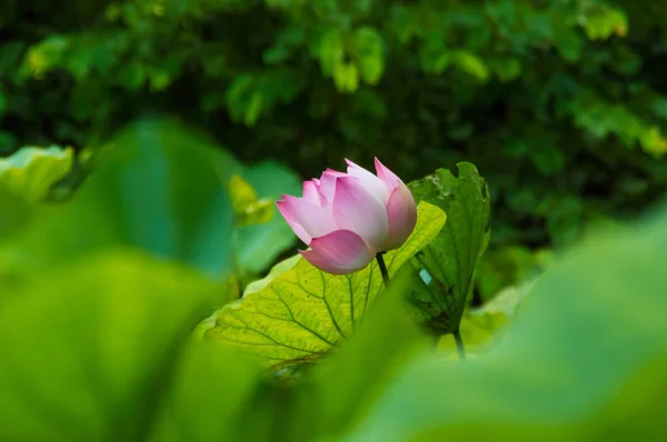 El hermoso loto en la naturaleza con colores brillantes . — Foto de Stock