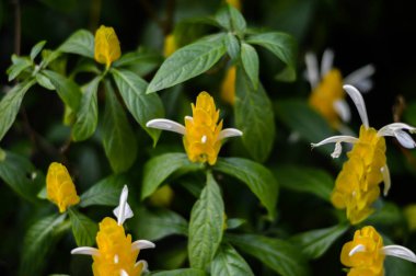 yeşil yaprak doğa arkaplanı