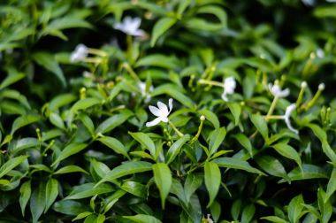 yeşil yaprak doğa arkaplanı