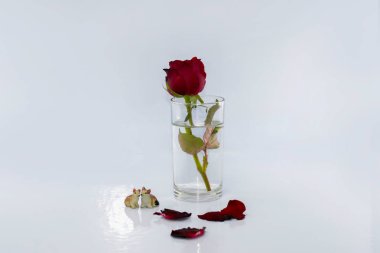 Sevgililer günü kavramı, beyaz zemin üzerine kırmızı gül.