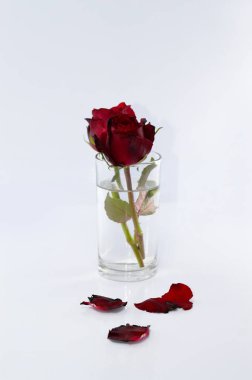 Sevgililer günü kavramı, beyaz zemin üzerine kırmızı gül.