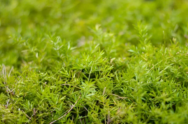 Grüner hydroponischer Bio-Salat Salat Gemüseanbau im Gewächshaus