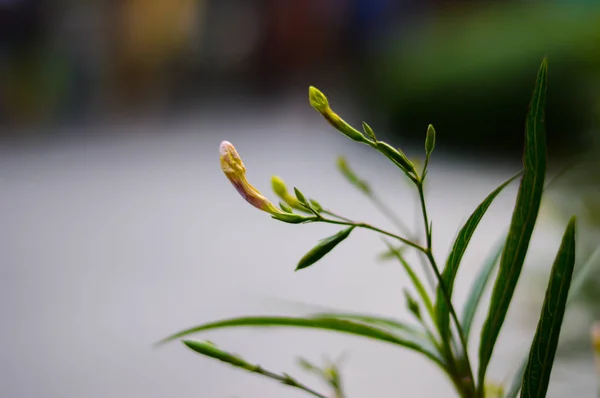 Hierba Floreciente Cerca — Foto de Stock