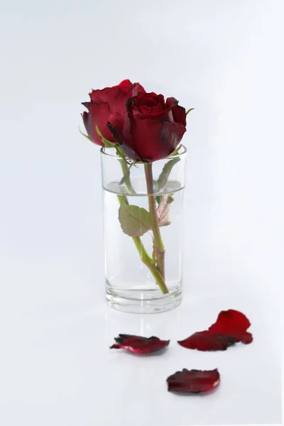 Conceito Dia dos Namorados, Rosa vermelha no fundo branco . — Fotografia de Stock