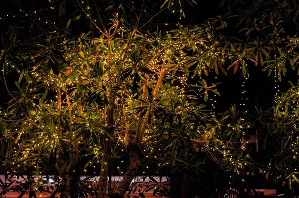 Baumbeleuchtung Unschärfe Und Bokeh — Stockfoto