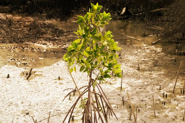 沿岸に生育するマングローブ泥それは自然の動植物の生息地 — ストック写真