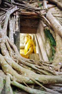 Bose, ağaç kökleri tarafından çevrili Buda heykeli.
