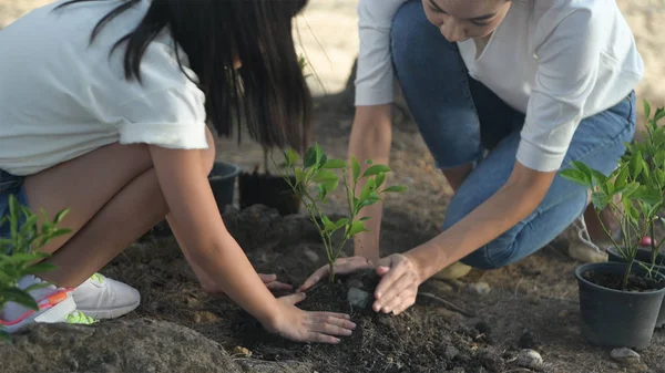 As famílias estão ajudando a cultivar árvores para proteger o meio ambiente. 4 — Fotografia de Stock