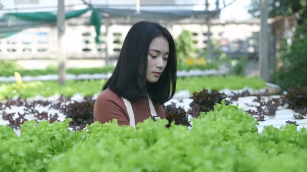 Conceptos Agrícolas Los Jardineros Están Cosechando Productos Granja Resolución — Vídeo de stock