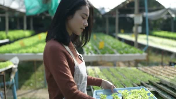 Concetti Agricoli Giardinieri Stanno Allevando Sacco Piantine Giardino Risoluzione — Video Stock