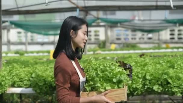 Conceptos Agrícolas Los Jardineros Están Caminando Para Cosechar Los Productos — Vídeo de stock