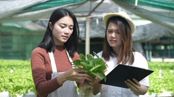 Conceptos agrícolas. Los jardineros están ayudando a inspeccionar la picana — Foto de Stock