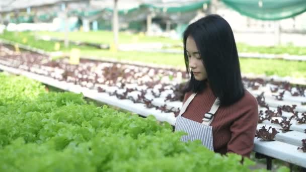 Concetti Agricoli Giardinieri Stanno Raccogliendo Prodotti Azienda Risoluzione — Video Stock