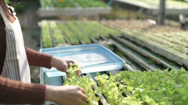 Conceptos Agrícolas Los Jardineros Están Criando Muchas Plántulas Jardín Resolución — Vídeos de Stock