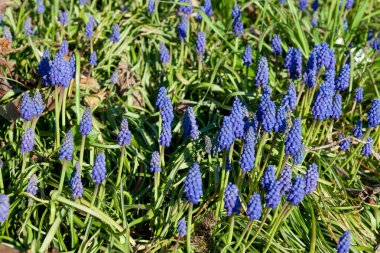 Ermeni üzümlü sümbül Muscari Ermeniacum bahar bahçesinde çiçek açıyor. Güzel mavi çiçekleri olan erken çiçek açan soğanlı bitkiler. Duvar kağıdı, arkaplan, kartpostal, afiş ya da poster olarak kullanılabilir.