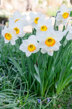 Nergisleri kapatın. Turuncu merkezli beyaz çiçeklerin çeşitliliği. Duvar kağıdı, arkaplan, kartpostal, afiş ya da poster olarak kullanılabilir. Ev, bilgisayar ve ana sayfalar için iyi..