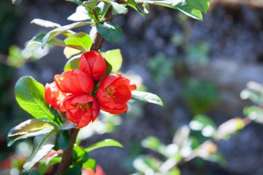 Kırmızı çiçek. Kırmızı çiçek. Baharda Japon ayva çiçekleri ya da Chaenomeles japonica çiçekleri. Burası sağdaki metnin için bir yer. Arkaplan, kartpostal, afiş ya da poster olarak kullanılabilir.