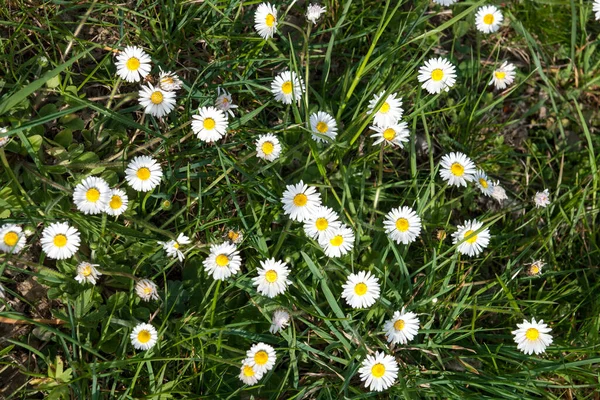 Close-up of daisies. Pattern of white flowers and green grass. Usable as wallpaper, background, postcard, banner or poster and much more. Good for home, PC, homepages and social media.