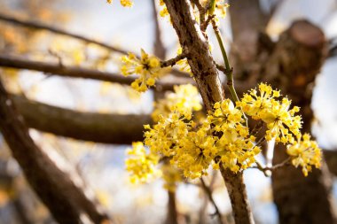 Cornus mas, Cornelian cherry, Avrupa Cornel 'i, Güney Avrupa ve Orta Doğu' ya özgü Dogwood Cornaceae 'de çiçek açan bitki..