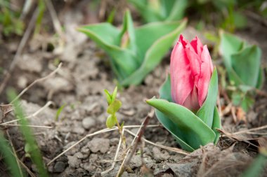 Bahçede yetişen, tam çiçeklenmiş, narin kırmızı lalenin yakın çekimi. Bahçıvanlık ve tarım. Senin için bir yer ile metin. 
