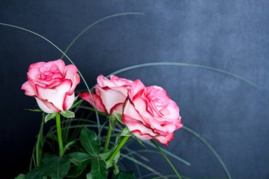 Açık pembe ve beyaz üç gülün yakın plan görüntüsü. Mesajın için yer var. Ana sayfa, sosyal medya ve diğerleri için bir tebrik kartı veya poster, afiş, arkaplan veya duvar kağıdı olarak kullanılabilir