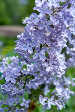 İlkbaharda parlak, mor, güzel leylak çiçekleri, mis kokulu dalları, doğal çiçek arkaplanı.. 