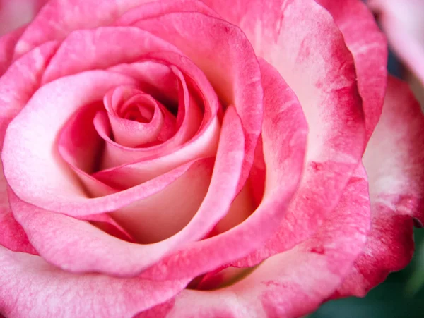 Close Flor Rosa Rosa Claro Branco Usável Como Cartão Cartaz — Fotografia de Stock