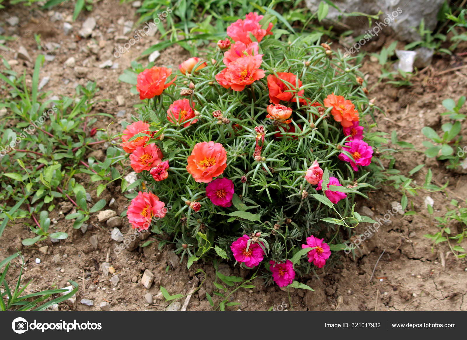 Moss Rose Portulaca Grandiflora Rose Moss Ten Oclock Mexican Rose Stock Photo By C Hecos