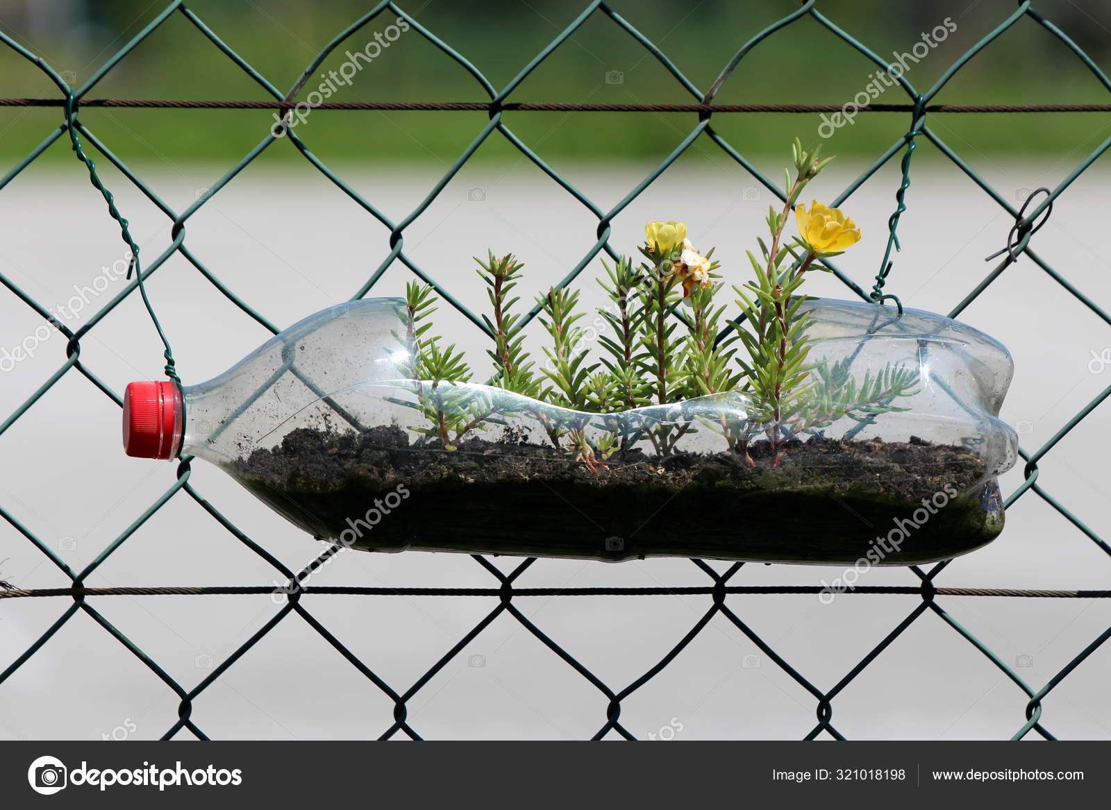 Moss Rose Portulaca Grandiflora Rose Moss Ten Oclock Mexican Rose Stock Photo By C Hecos Moss Rose Portulaca Grandiflora Rose Moss Ten Oclock Mexican Rose Stock Photo By C Hecos