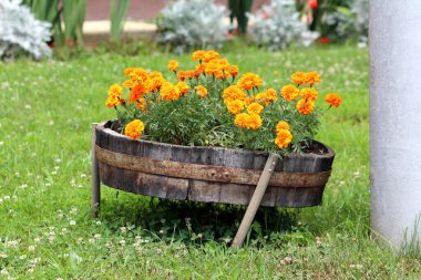 İngiliz kadife çiçekleri, kadife çiçekleri, Calendula resmi çiçekleri ya da koyu turuncu çiçekleri açan İskoç kadife çiçekleri ile dolu dekoratif büyük çiçek saksısı olarak kullanılan eski, antika, eski bir ahşap fıçı.