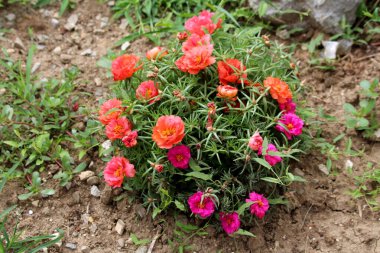 Moss rose or Portulaca grandiflora or Rose moss or Ten oclock or Mexican rose or Vietnam rose or Sun rose or Rock rose or Moss rose purslane fast growing annual plant with orange and dark pink flowers and thick fleshy narrow green leaves clipart