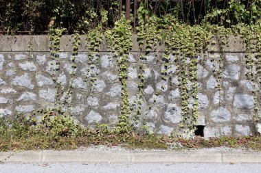 Geleneksel destek duvarı, üzerinde metal çitler olan, güneşli yaz gününde sürünen bitkilerle kaplı, yerel asfalt yolun yanında.