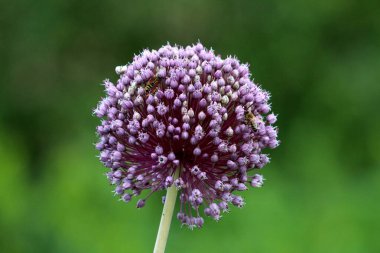 Allium 'un tepesindeki arı ve eşekarısı veya kapalı yıldız şeklindeki düzinelerce açık mor çiçeğin oluşturduğu süslemeli soğan başlığı ılık yaz gününde sıcak ev bahçesinde yetişiyor.