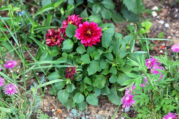Dahlia bushy tuberous herbaceous perennial plant with large fully open dark red flowers containing multiple layers of fresh and shriveled petals with dark green leaves growing in form of small bush surrounded with other plants in local home garden