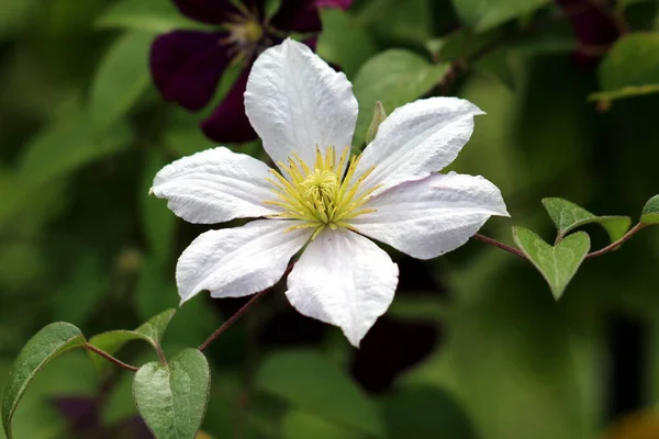 Clematis Leather Flower Easy Care Perennial Vine Plant Open Blooming — Stock Photo, Image