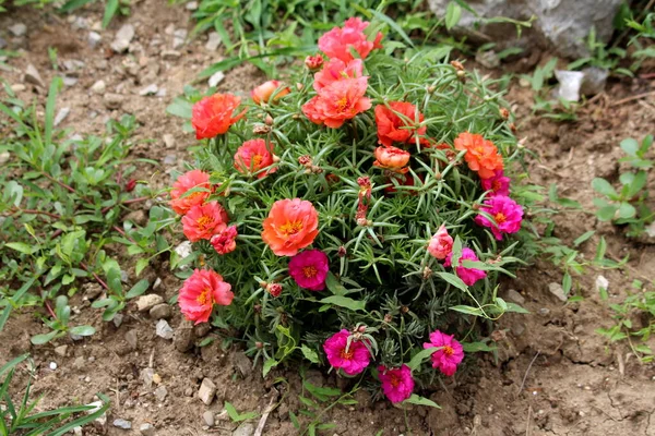 Moss rose or Portulaca grandiflora or Rose moss or Ten oclock or Mexican rose or Vietnam rose or Sun rose or Rock rose or Moss rose purslane fast growing annual plant with orange and dark pink flowers and thick fleshy narrow green leaves