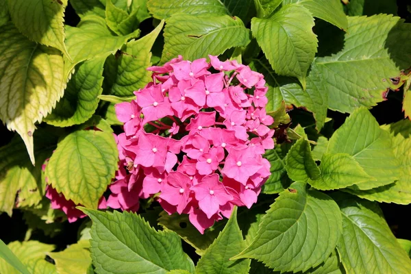 Hydrangea or Hortensia garden shrub large bunch of small open blooming pink flowers with pointy petals surrounded with dense thick leathery green leaves planted in local home garden on warm sunny summer day