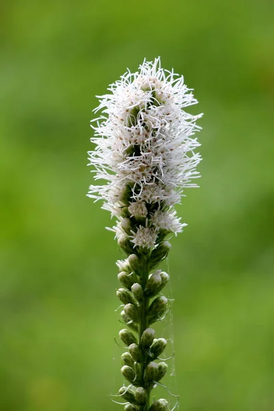 Single Dense blazing star or Liatris spicata or Prairie gay feather herbaceous perennial flowering plant with tall spike of white flowers starting to open and bloom from top going down to small flower buds still waiting to open