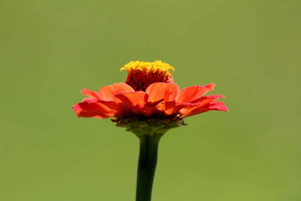 Zinnia Blühende Pflanze Mit Voll Offenem Blühen Zweischichtigen Hellroten Blütenblättern — Stockfoto