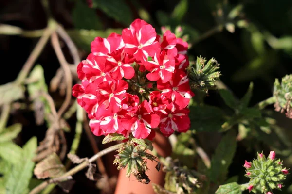 Verbena Sweet dreams Voodoo star plant with bell shaped flower clusters of open blooming vivid red and peachy white starred flowers surrounded with closed clusters of flower buds growing in local home garden on warm sunny summer day